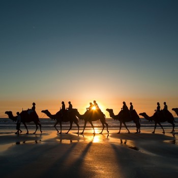 Camelcade