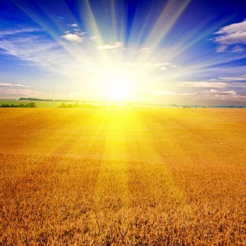 field-photo-159