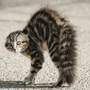 animals_dog_cat_fright_hd-wallpaper-156919