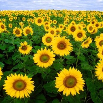 full_sunflowers4_650x410