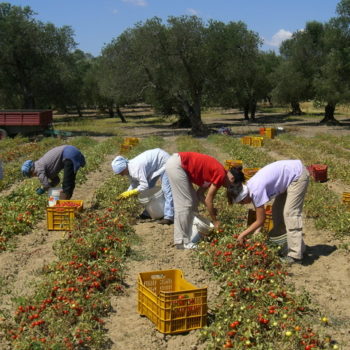 lavoratori_stagionali