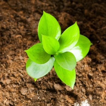 New life concept - green seedling growing out of soil