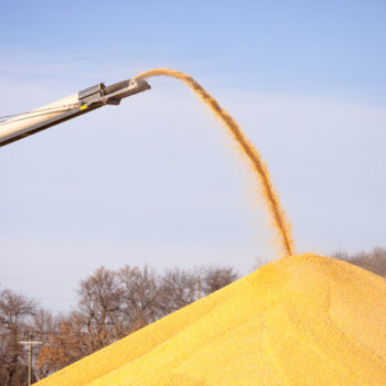 corn being shot from conveyor into pile