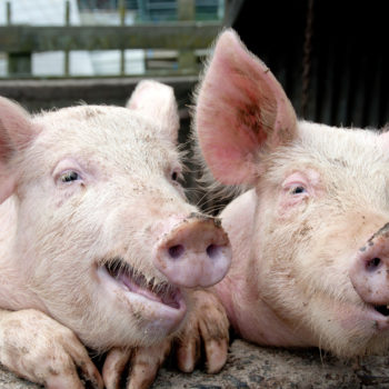 pigtesticle_hero