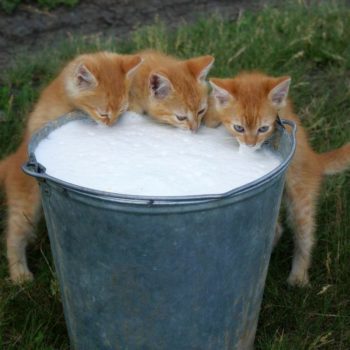 vetkovski_raion_cow_milk_milkmaid_0110