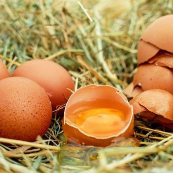 8d6a31e-egg