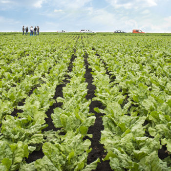 Sugar_beet_new_2
