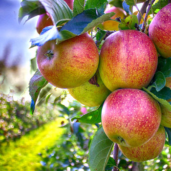 apples-490475