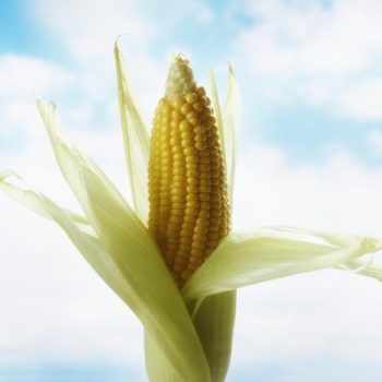 crop