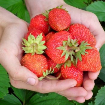 berry-197078_960_720-22765