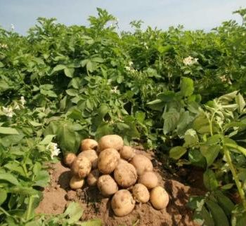 vyroshchuvannya-kartopli-mozhe-buty-odnym-z-nayprybutkovishyh-vydiv-agrobiznesu-ekspert